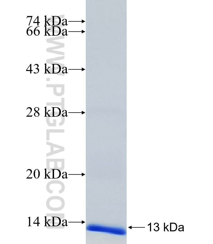 INSIG2 fusion protein Ag14279 SDS-PAGE