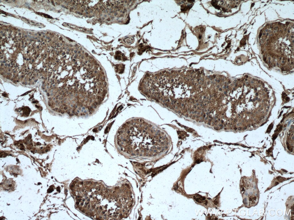 Immunohistochemistry (IHC) staining of human testis tissue using INSL3 Polyclonal antibody (17997-1-AP)
