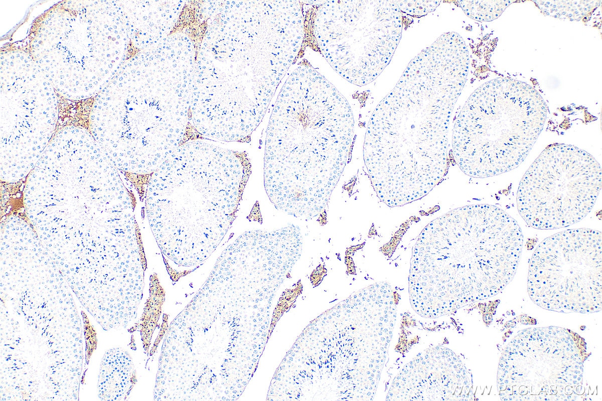 Immunohistochemistry (IHC) staining of mouse testis tissue using INSL3 Polyclonal antibody (17997-1-AP)