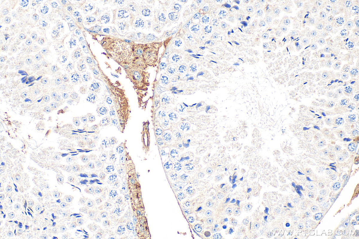 Immunohistochemistry (IHC) staining of mouse testis tissue using INSL3 Polyclonal antibody (17997-1-AP)