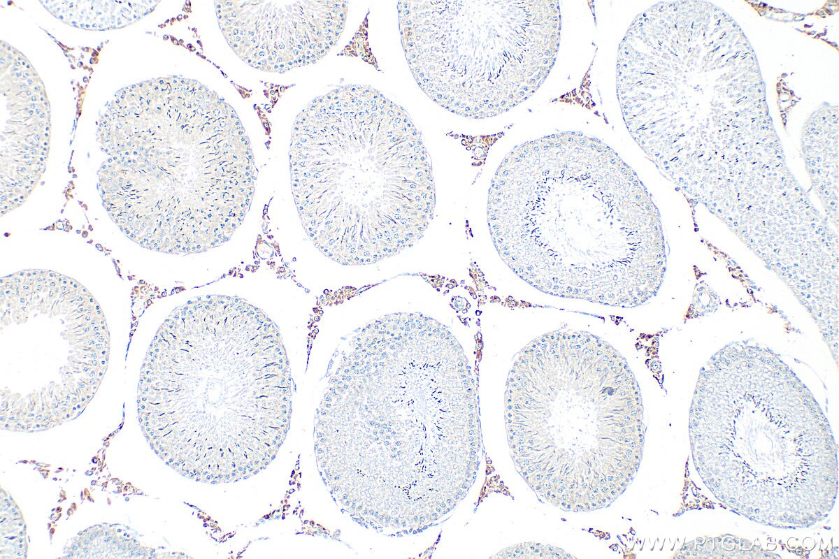 Immunohistochemistry (IHC) staining of rat testis tissue using INSL3 Polyclonal antibody (17997-1-AP)