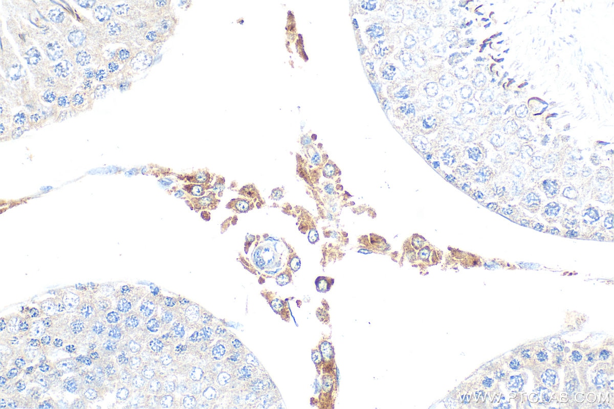 Immunohistochemistry (IHC) staining of rat testis tissue using INSL3 Polyclonal antibody (17997-1-AP)