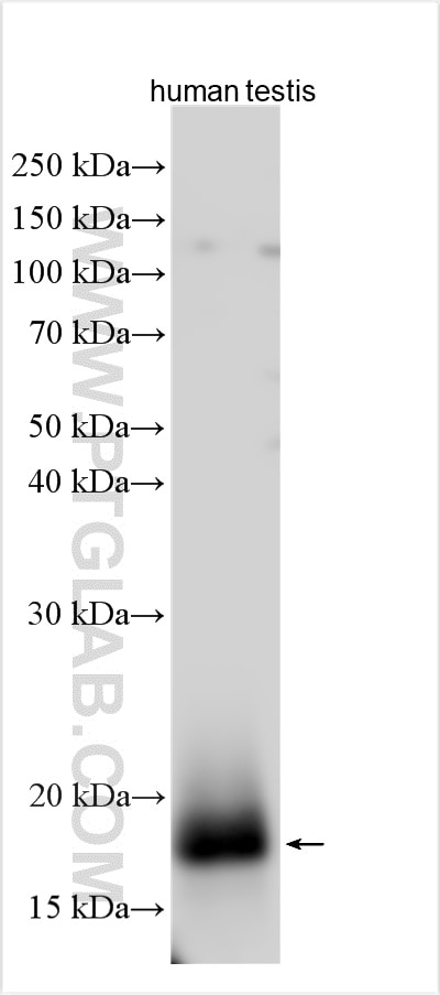 Western Blot (WB) analysis of various lysates using INSL3 Polyclonal antibody (17997-1-AP)