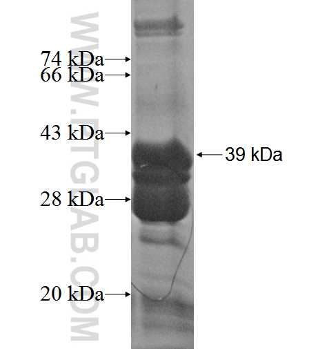 INSL4 fusion protein Ag2580 SDS-PAGE