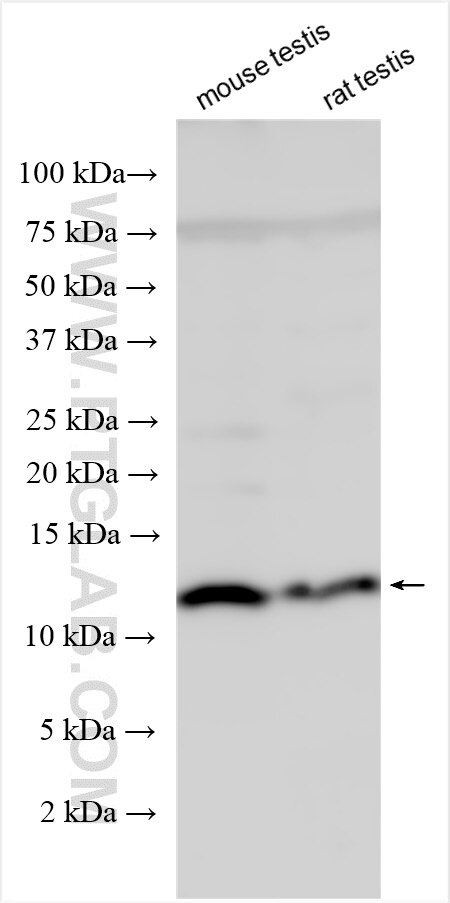 Western Blot (WB) analysis of various lysates using INSL5 Polyclonal antibody (27697-1-AP)