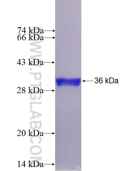 INSL5 fusion protein Ag26833 SDS-PAGE