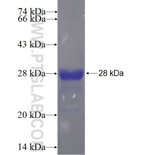 INSL6 fusion protein Ag23230 SDS-PAGE