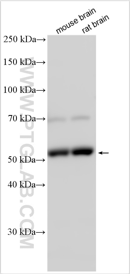 Various lysates were subjected to SDS PAGE followed by western blot with 31681-1-AP (INSM1 antibody) at dilution of 1:2000 incubated at room temperature for 1.5 hours. Western Blot (WB) analysis of various lysates using INSM1 Polyclonal antibody (31681-1-AP)