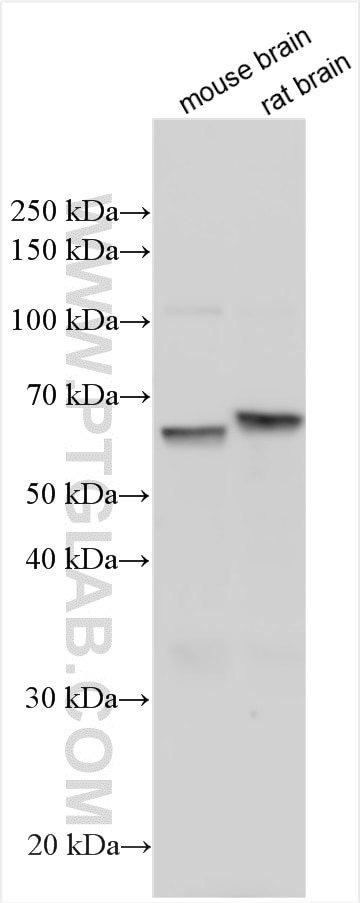 Western Blot (WB) analysis of various lysates using INSM1 Polyclonal antibody (55477-1-AP)