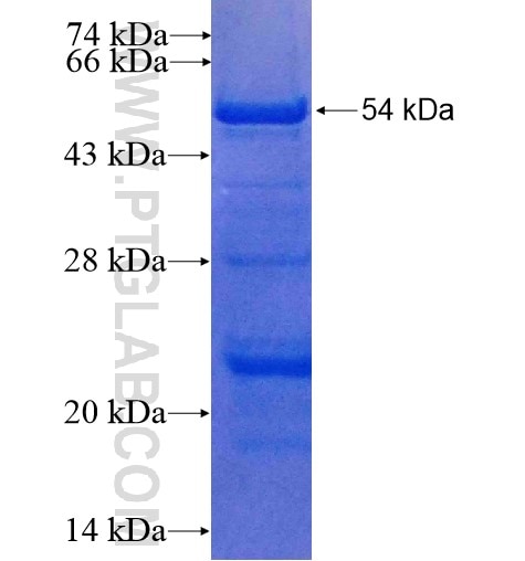 INSR fusion protein Ag13922 SDS-PAGE