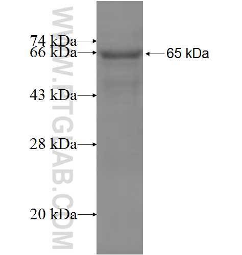 INT11 fusion protein Ag8399 SDS-PAGE