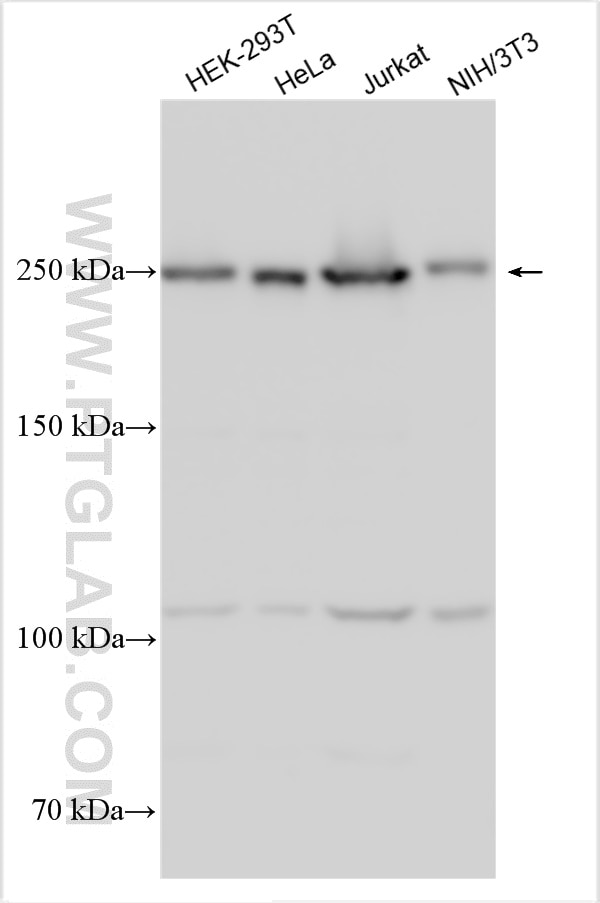 Western Blot (WB) analysis of various lysates using INTS1 Polyclonal antibody (31428-1-AP)