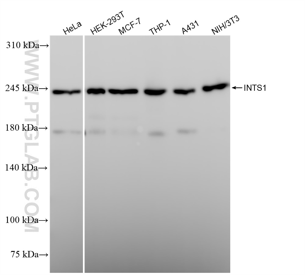 Western Blot (WB) analysis of various lysates using INTS1 Recombinant antibody (84339-5-RR)