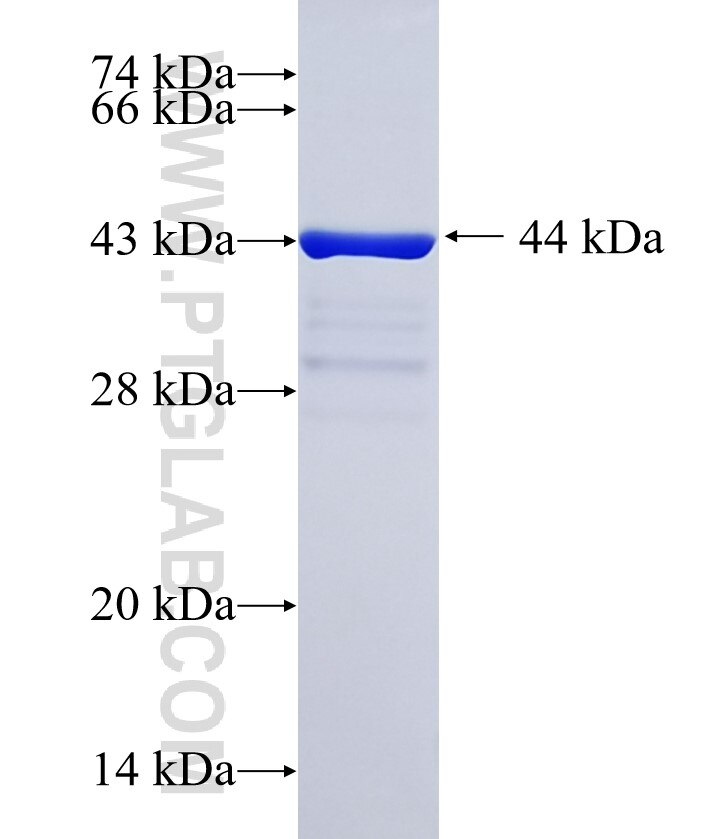 INTS1 fusion protein Ag35428 SDS-PAGE