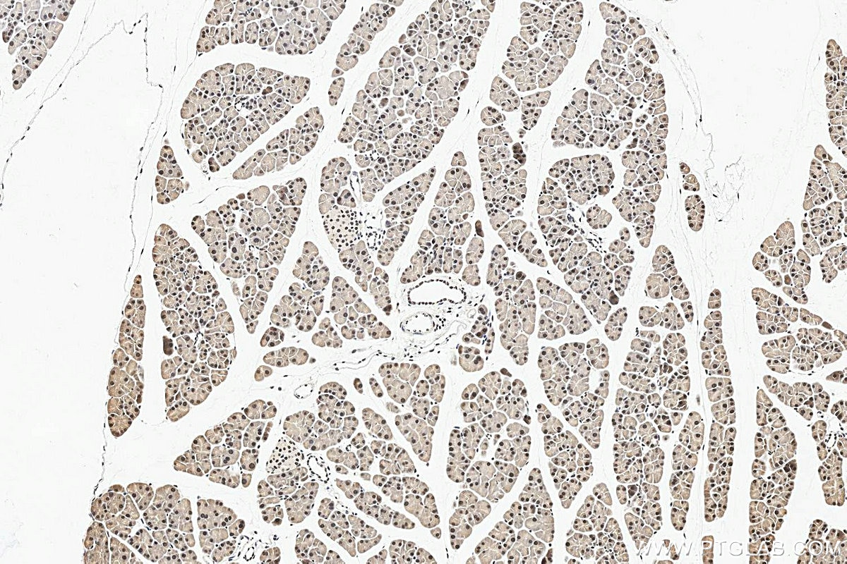 Immunohistochemistry (IHC) staining of mouse pancreas tissue using INTS10 Polyclonal antibody (15271-1-AP)