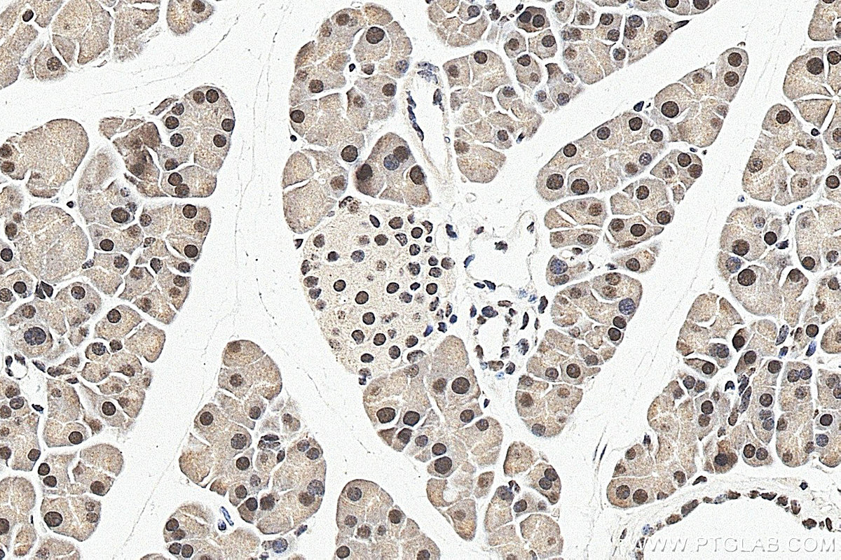 Immunohistochemistry (IHC) staining of mouse pancreas tissue using INTS10 Polyclonal antibody (15271-1-AP)