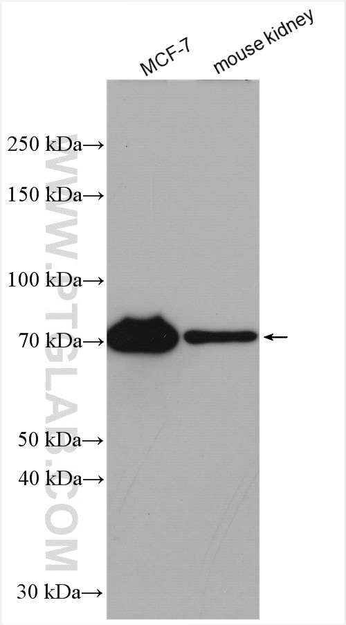 Western Blot (WB) analysis of various lysates using INTS10 Polyclonal antibody (15271-1-AP)