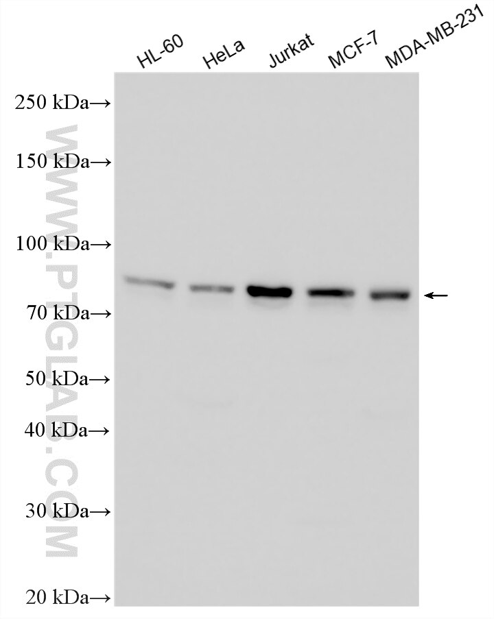 Various lysates were subjected to SDS PAGE followed by western blot with 15271-1-AP (INTS10 antibody) at dilution of 1:6000 incubated at room temperature for 1.5 hours. Western Blot (WB) analysis of various lysates using INTS10 Polyclonal antibody (15271-1-AP)