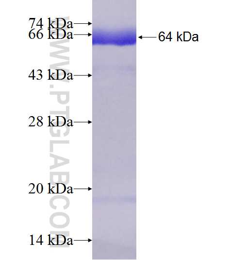 INTS10 fusion protein Ag7383 SDS-PAGE