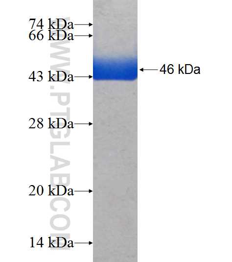INTS10 fusion protein Ag7872 SDS-PAGE
