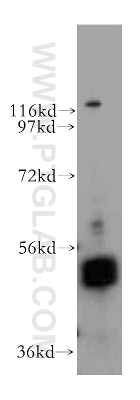 Western Blot (WB) analysis of HepG2 cells using INTS12 Polyclonal antibody (16455-1-AP)