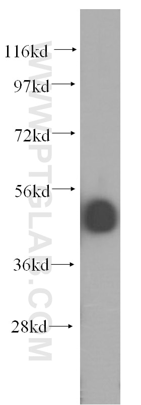 Western Blot (WB) analysis of HepG2 cells using INTS12 Polyclonal antibody (16455-1-AP)