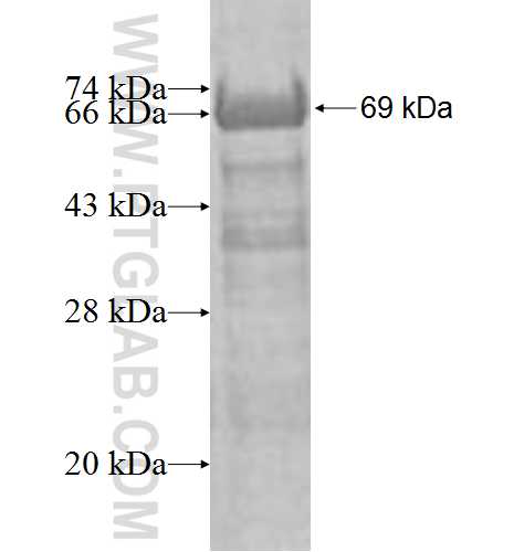 INTS12 fusion protein Ag9403 SDS-PAGE