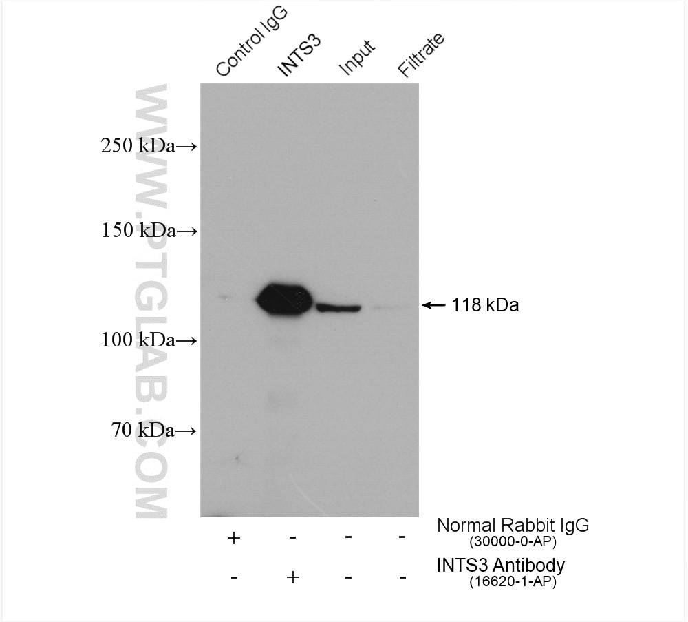 Immunoprecipitation (IP) experiment of HEK-293 cells using INTS3 Polyclonal antibody (16620-1-AP)