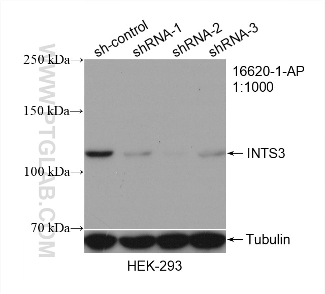 Western Blot (WB) analysis of HEK-293 cells using INTS3 Polyclonal antibody (16620-1-AP)