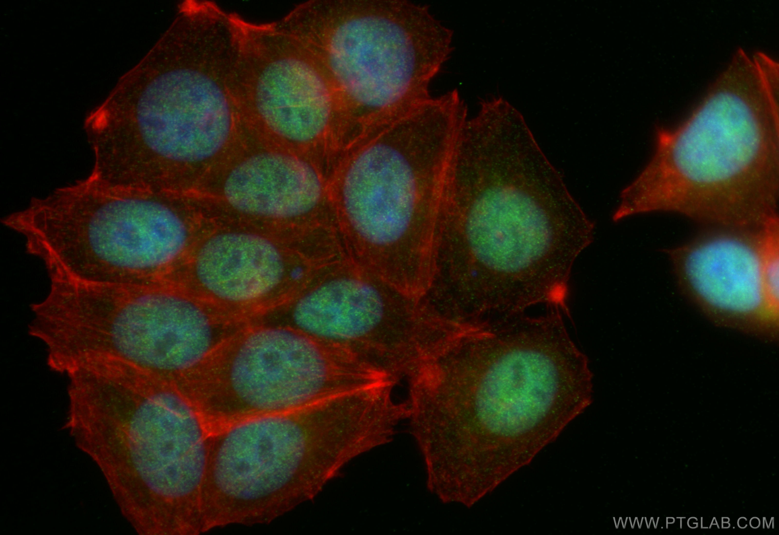 Immunofluorescence (IF) / fluorescent staining of MCF-7 cells using INTS3 Monoclonal antibody (67060-1-Ig)