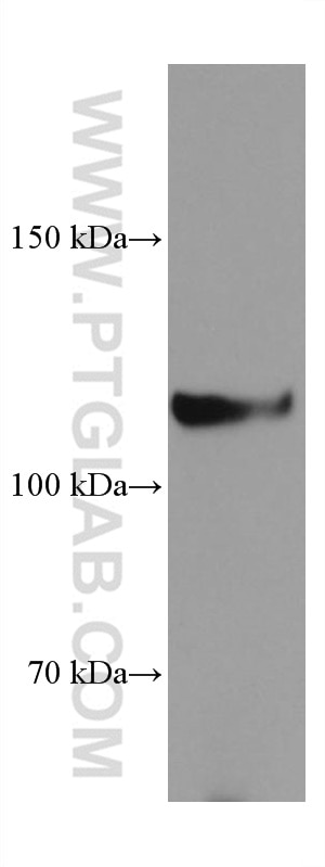 Western Blot (WB) analysis of 4T1 cells using INTS3 Monoclonal antibody (67060-1-Ig)
