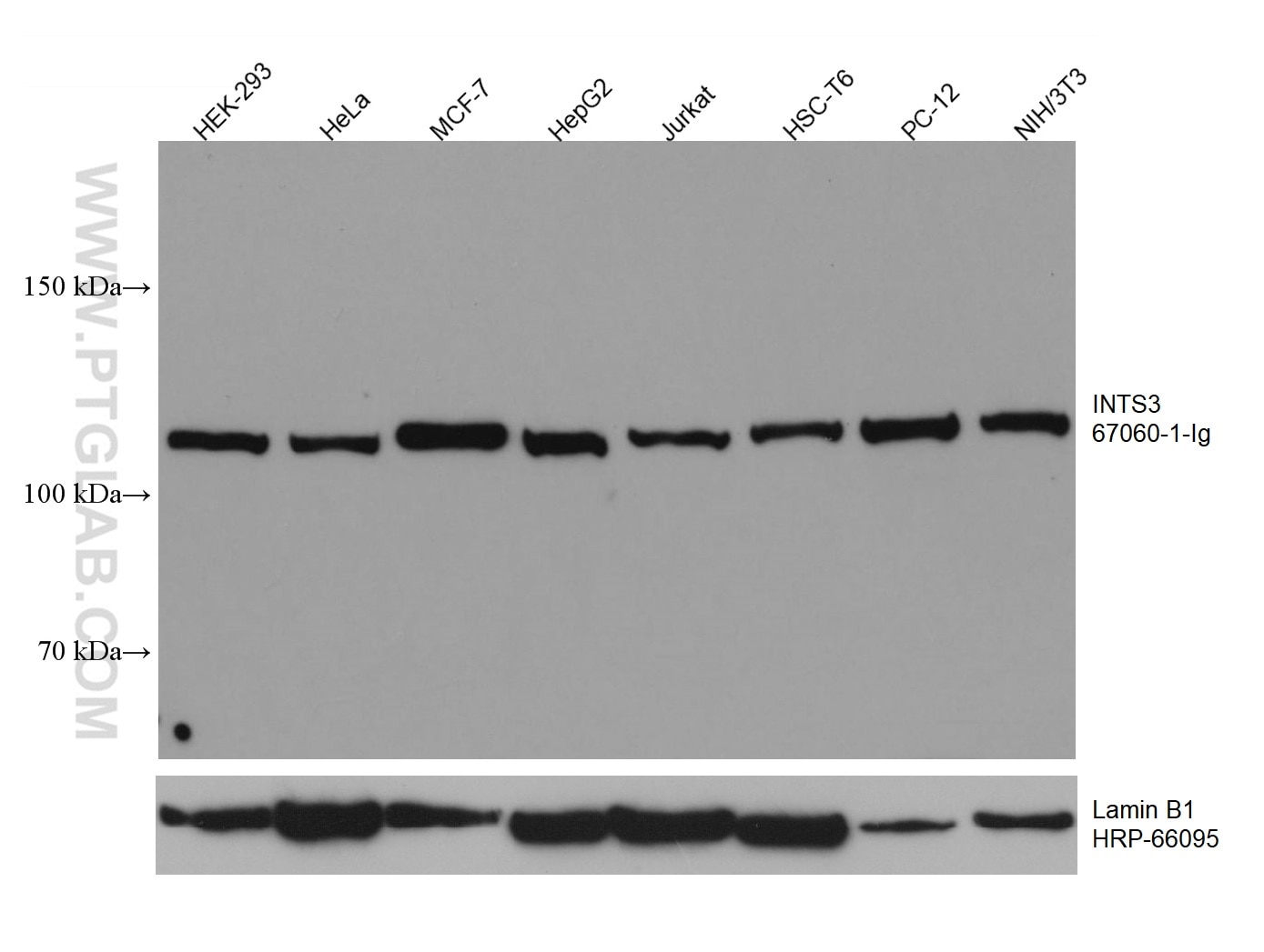 Western Blot (WB) analysis of various lysates using INTS3 Monoclonal antibody (67060-1-Ig)