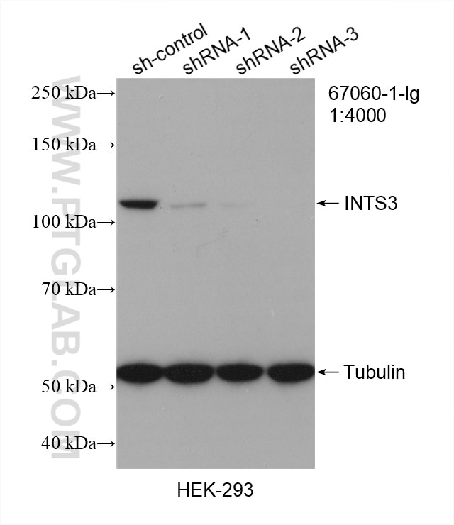 Western Blot (WB) analysis of HEK-293 cells using INTS3 Monoclonal antibody (67060-1-Ig)