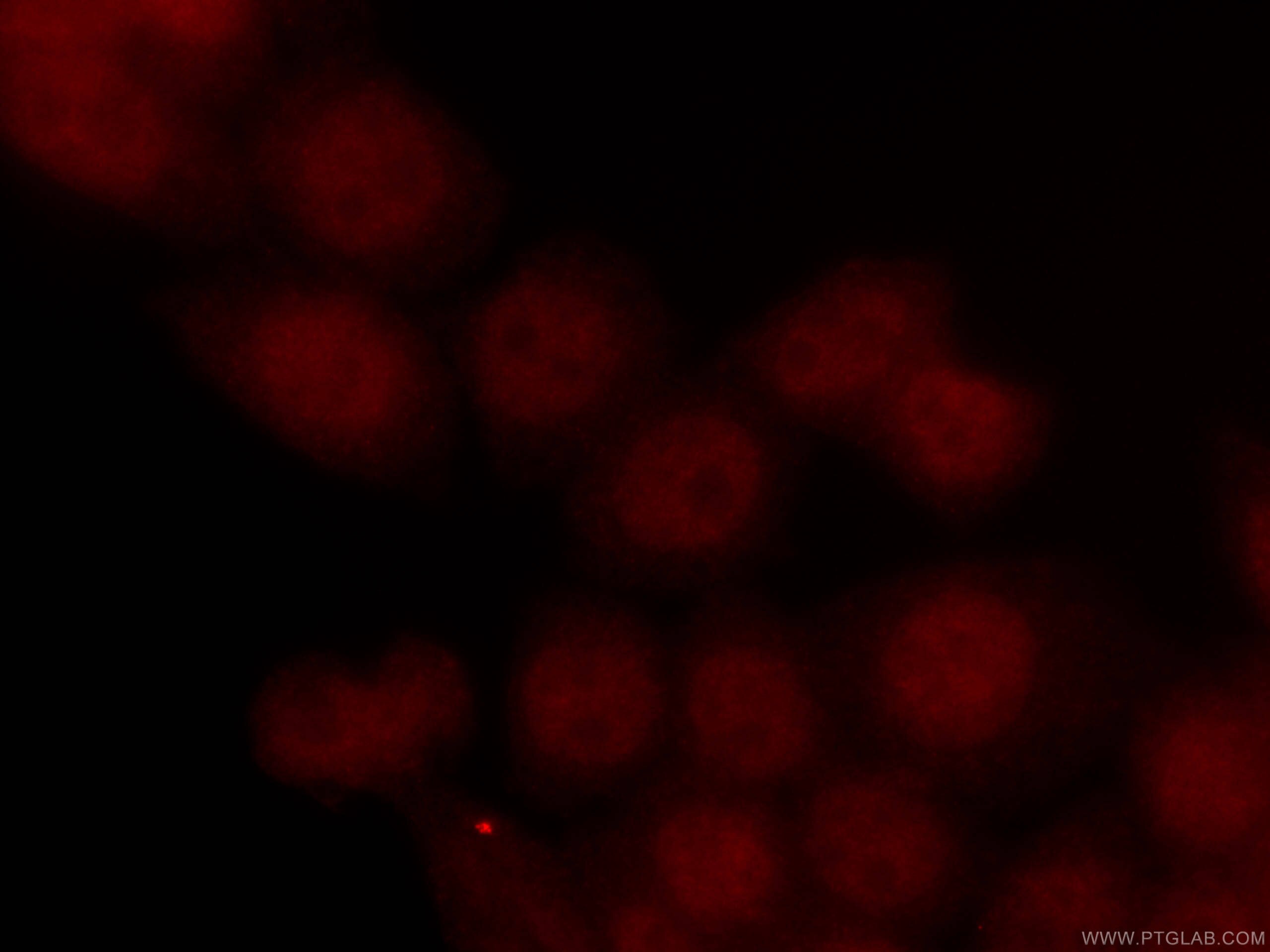 Immunofluorescence (IF) / fluorescent staining of HeLa cells using CoraLite®594-conjugated INTS3 Monoclonal antibody (CL594-67060)