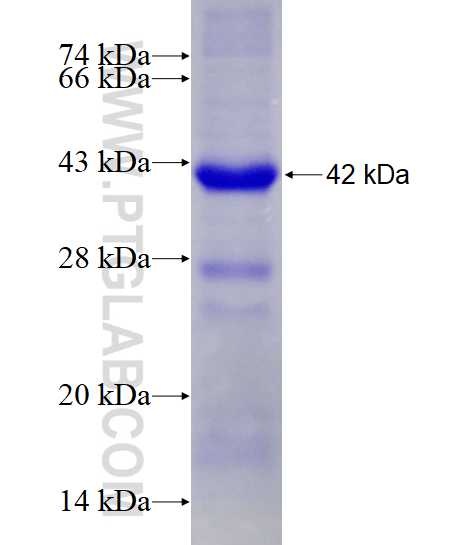 INTS3 fusion protein Ag9917 SDS-PAGE