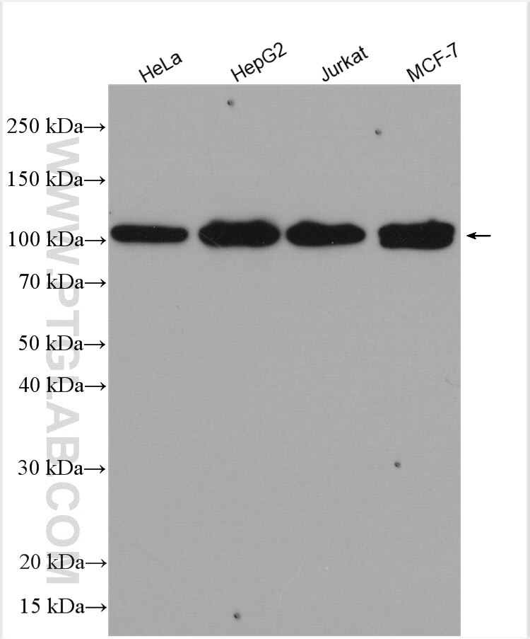 Western Blot (WB) analysis of various lysates using INTS4 Polyclonal antibody (16130-1-AP)