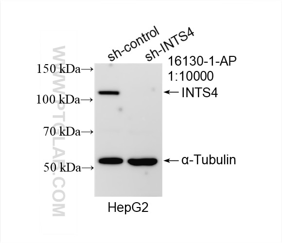 Western Blot (WB) analysis of HepG2 cells using INTS4 Polyclonal antibody (16130-1-AP)