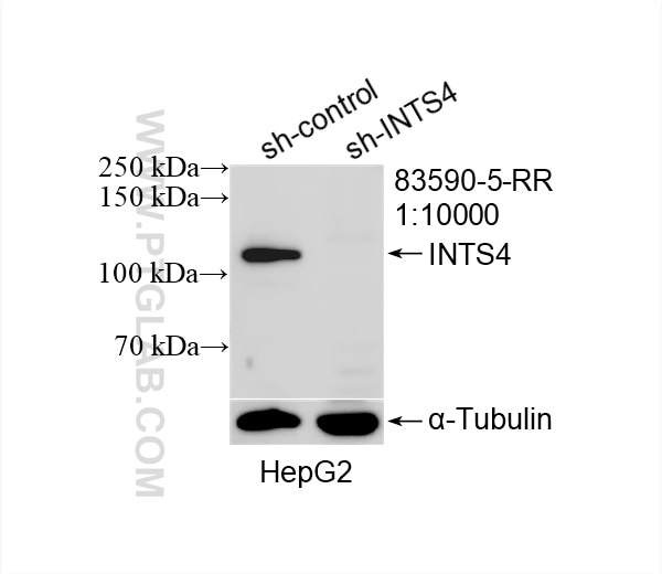 Western Blot (WB) analysis of HepG2 cells using INTS4 Recombinant antibody (83590-5-RR)
