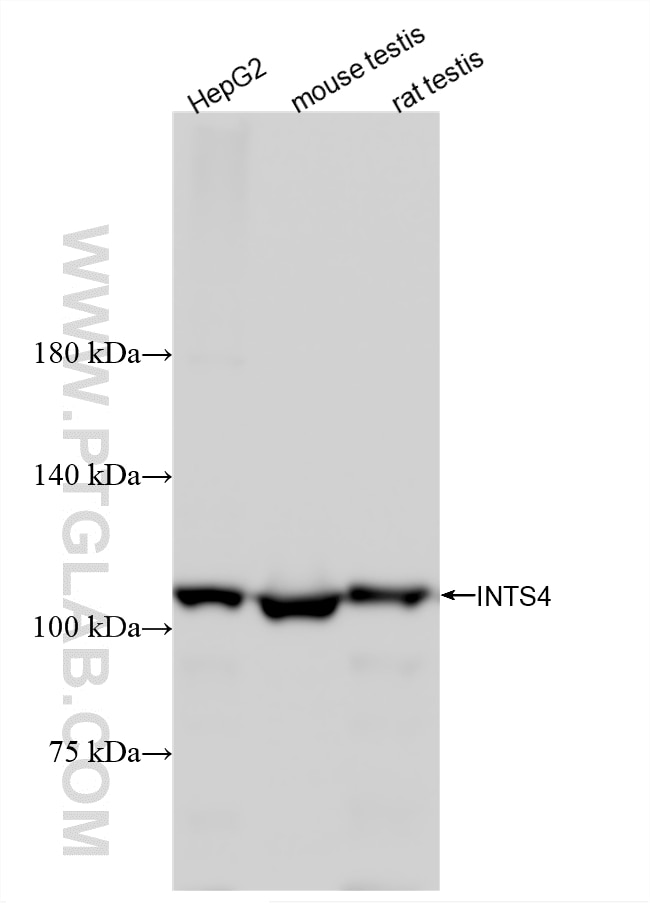 WB analysis using 83590-5-RR Western Blot (WB) analysis of various lysates using INTS4 Recombinant monoclonal antibody (83590-5-RR)
