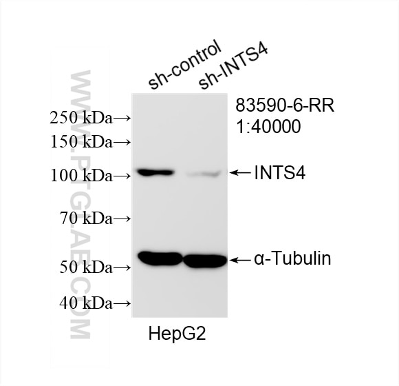 Western Blot (WB) analysis of HepG2 cells using INTS4 Recombinant antibody (83590-6-RR)