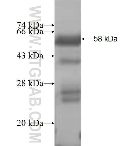 INTS4 fusion protein Ag9116 SDS-PAGE
