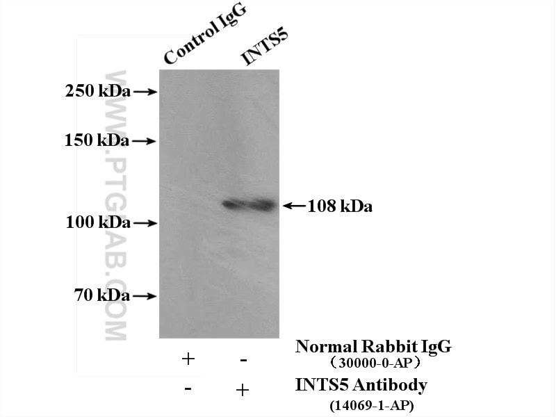 Immunoprecipitation (IP) experiment of HeLa cells using INTS5 Polyclonal antibody (14069-1-AP)