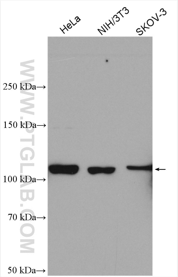 Western Blot (WB) analysis of various lysates using INTS5 Polyclonal antibody (14069-1-AP)