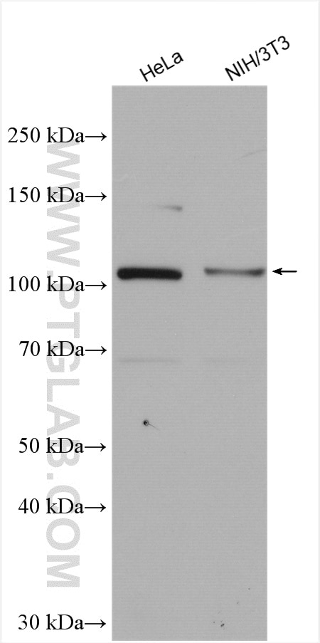 Western Blot (WB) analysis of various lysates using INTS5 Polyclonal antibody (14069-1-AP)