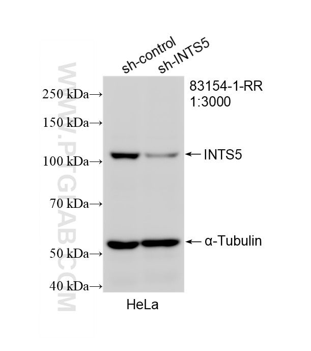 WB result of INTS5 antibody (83154-1-RR; 1:3000; incubated at room temperature for 1.5 hours) with sh-Control and sh-INTS5 transfected HeLa cells. This data was developed using the same antibody clone with 83154-1-PBS in a different storage buffer formulation. Western Blot (WB) analysis of HeLa cells using INTS5 Recombinant monoclonal antibody (83154-1-RR)