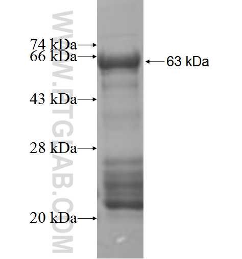INTS5 fusion protein Ag5129 SDS-PAGE