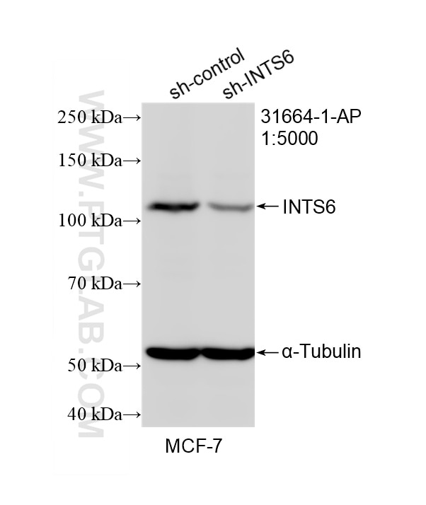 WB result of INTS6 antibody (31664-1-AP; 1:5000; incubated at room temperature for 1.5 hours) with sh-Control and sh-INTS6 transfected MCF-7 cells. Western Blot (WB) analysis of MCF-7 cells using INTS6 Polyclonal antibody (31664-1-AP)