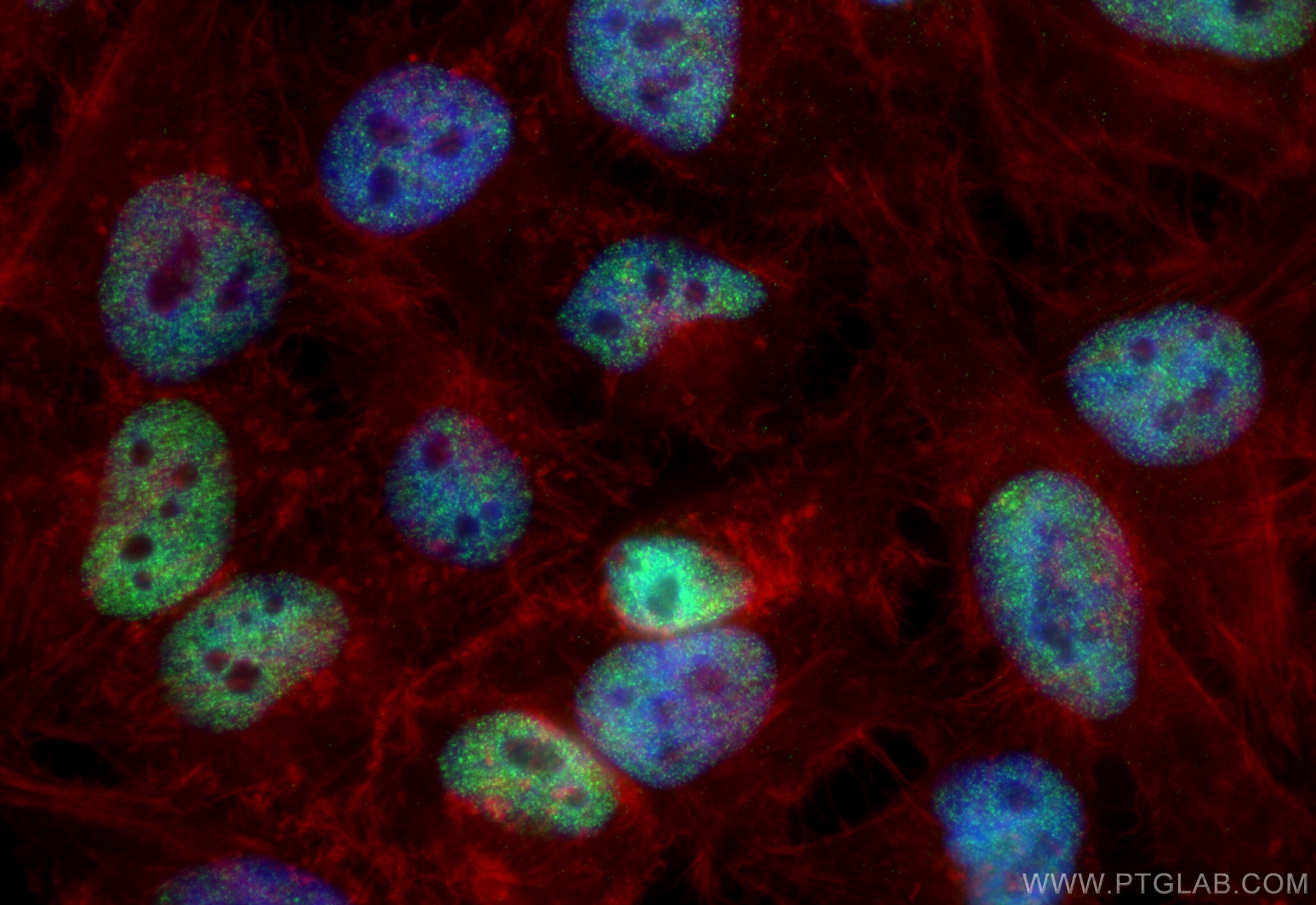 Immunofluorescence (IF) / fluorescent staining of HeLa cells using INTS6 Recombinant antibody (84610-1-RR)