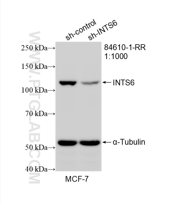 WB result of INTS6 antibody (84610-1-RR; 1:1000; incubated at room temperature for 1.5 hours) with sh-Control and sh-INTS6 transfected MCF-7 cells. This data was developed using the same antibody clone with 84610-1-PBS in a different storage buffer formulation. Western Blot (WB) analysis of MCF-7 cells using INTS6 Recombinant monoclonal antibody (84610-1-RR)