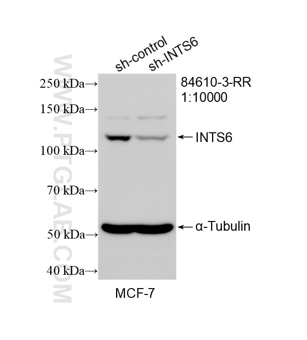 WB result of INTS6 antibody (84610-3-RR; 1:10000; incubated at room temperature for 1.5 hours) with sh-Control and sh-INTS6 transfected MCF-7 cells. This data was developed using the same antibody clone with 84610-3-PBS in a different storage buffer formulation. Western Blot (WB) analysis of MCF-7 cells using INTS6 Recombinant monoclonal antibody (84610-3-RR)